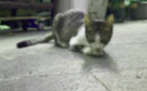 【精選】小貓優(yōu)秀作文合集五篇