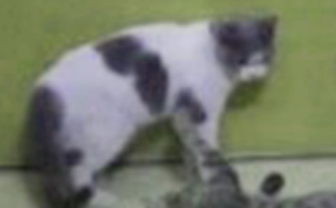 有關(guān)小貓的作文300字錦集5篇