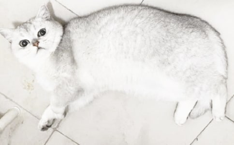 【精品】小貓優(yōu)秀作文300字合集5篇