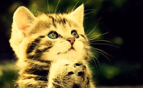 我喜歡小貓優(yōu)秀作文