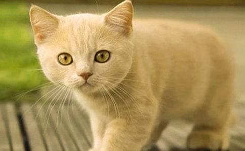 ���P(gu��n)�Ҽҵ�С؈��(y��u)�����ĺϼ�6ƪ