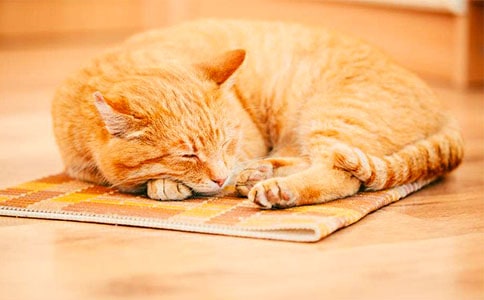 有關(guān)寫小貓優(yōu)秀作文匯編七篇