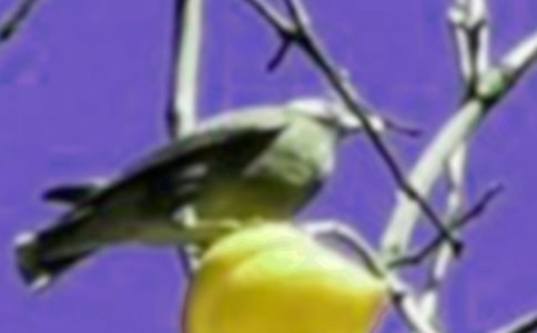 【精華】小鳥想象作文3篇