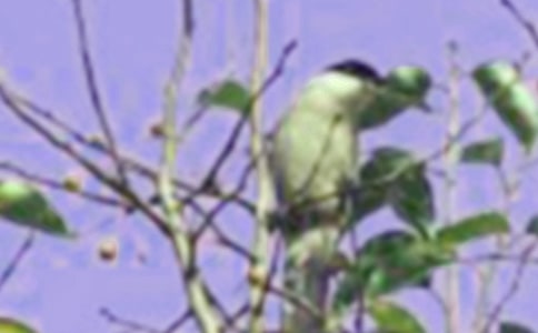 聰明的小鳥童話作文