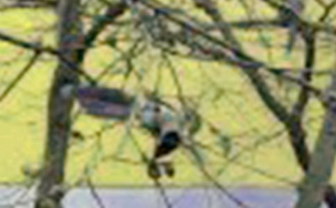 【熱門】小鳥想象作文3篇