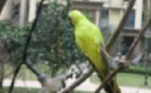 ͯԒ��С�B�cѩ�� -����