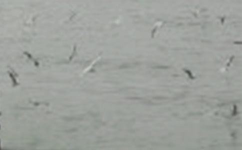 【精選】救小鳥看圖寫話作文26篇