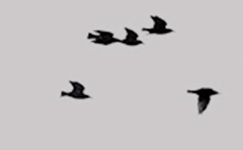 (精華)小鳥的童話作文