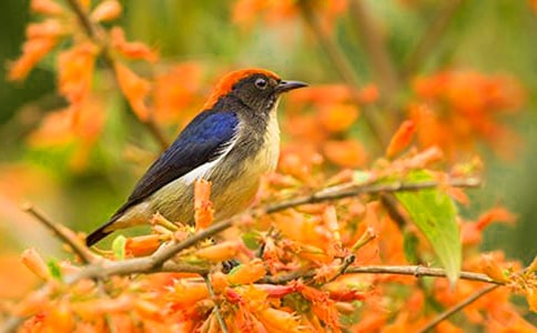 小鳥的童話作文300字