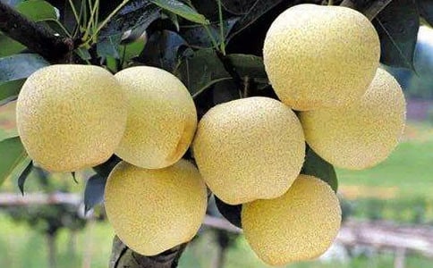 川貝杏仁燉雪梨的功效有哪些