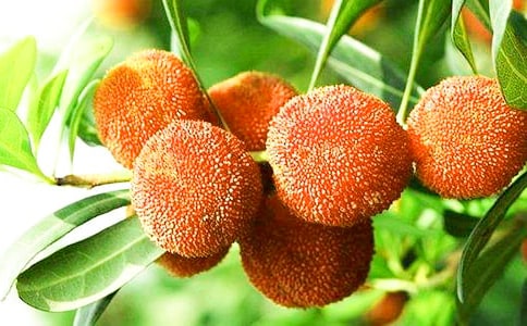 采楊梅作文常用(15篇)