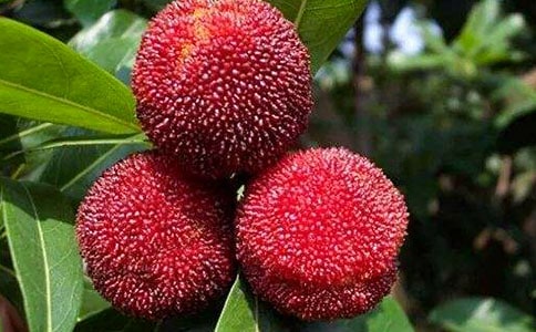 �P�ڗ�÷������