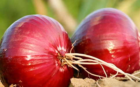 《洋蔥頭歷險記》讀后感(通用15篇)