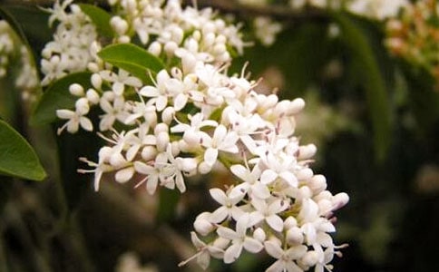 【精】夜來香作文