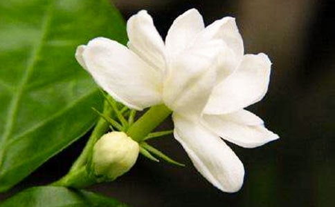 夜來(lái)香作文錦集【13篇】