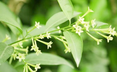 һ��ҹ��������