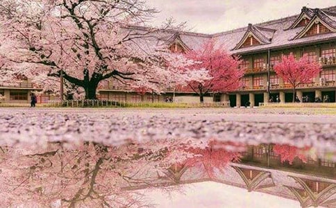 櫻花的古詩詞47首