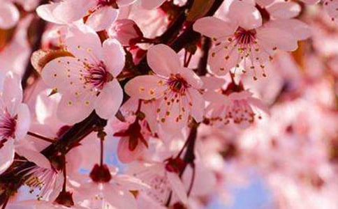 實(shí)用的美麗的櫻花作文4篇