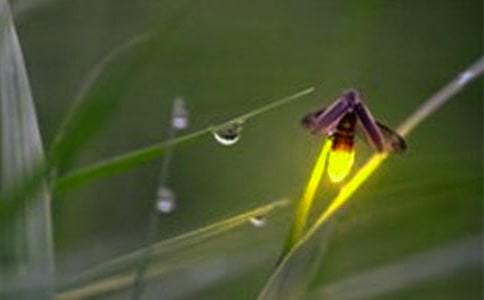 (集合)螢火蟲(chóng)作文15篇