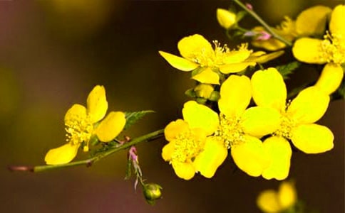 關(guān)于迎春花的詩句100句