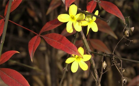 關(guān)于迎春花的詩(shī)句