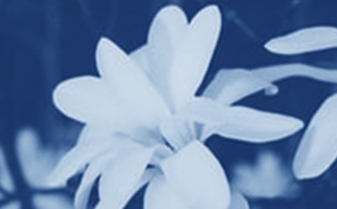 【必備】玉蘭花作文14篇