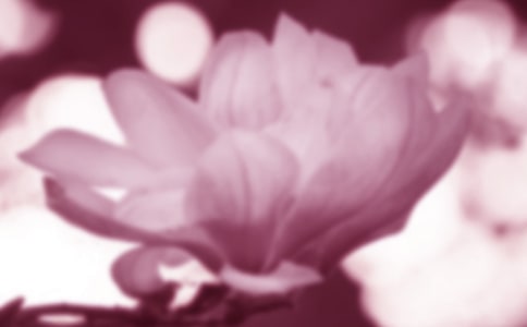 贊美玉蘭花的詩句