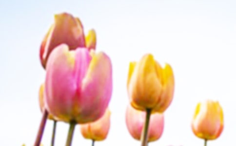 ������Ʒ�|(zh��)�˻���̎������