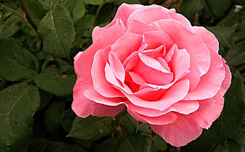 形容月季的詩句