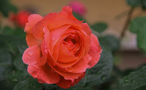 �¼��Yٝ������