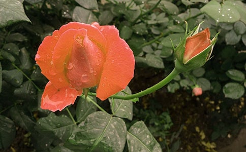 描寫月季花的詩句4篇