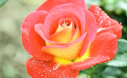 描寫月季花的詩句