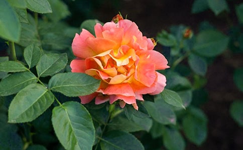 �¼����^����ӛ(11ƪ)