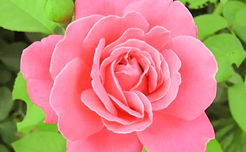 �^���¼�������ӛ3ƪ