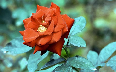 ���[�¼����@����