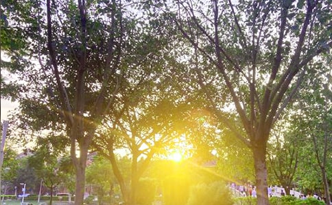 簡單唯美早安簽名180句