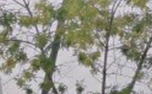 推薦朋友圈早安短信匯總185句精選