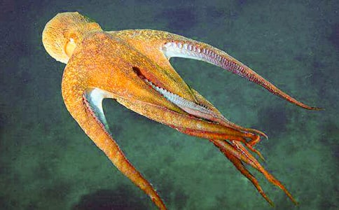 “章魚”我作文