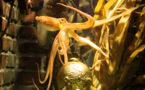 藍(lán)帶章魚的簡(jiǎn)介