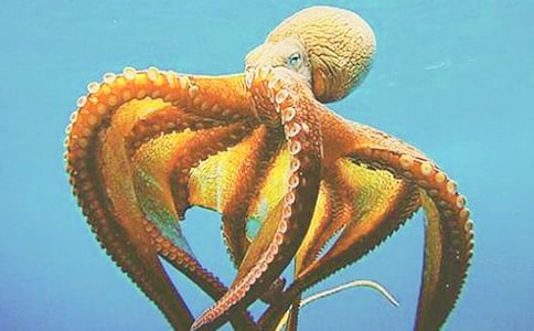 中班美術(shù)教案《快樂的章魚》