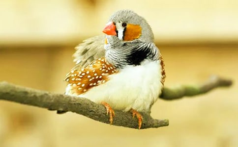 (熱門(mén))《珍珠鳥(niǎo)》反思