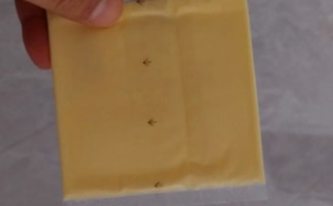 藍(lán)莓芝士的奇妙之旅童話作文