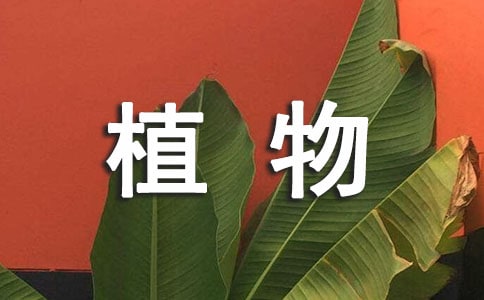我的多肉植物作文