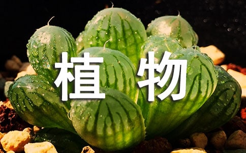 多肉植物作文