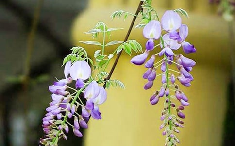 �P�����ٻ���������ƪ