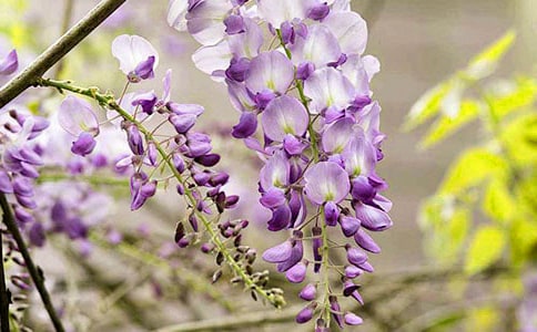 紫藤花開(kāi)作文匯編15篇