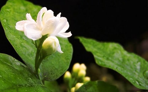 茉莉花香作文集錦10篇