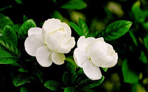 茉莉花香作文【大全5篇】