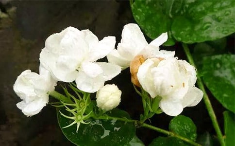 ��������600�֣�ͨ��55ƪ��