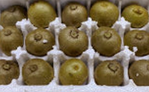 關(guān)于獼猴桃的作文